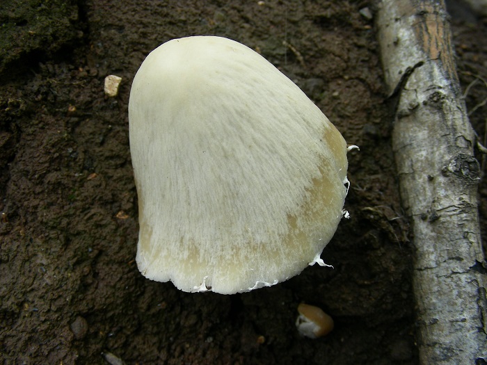 654 Aprile vecchio ritrovamento